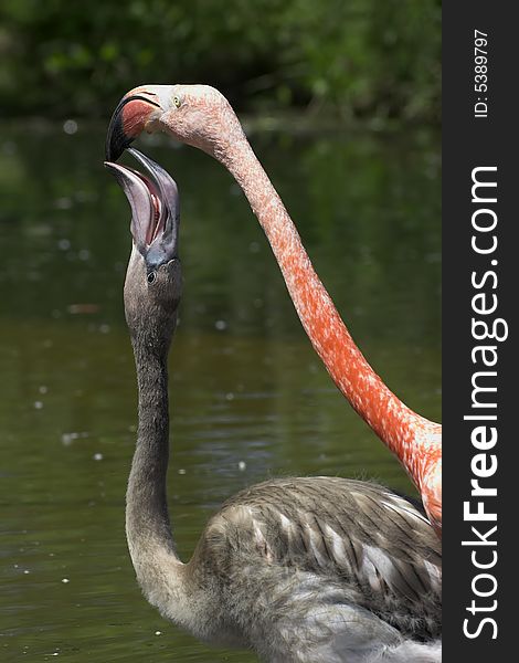 Flamingo feeding its offspring at a lush green pond. Flamingo feeding its offspring at a lush green pond.
