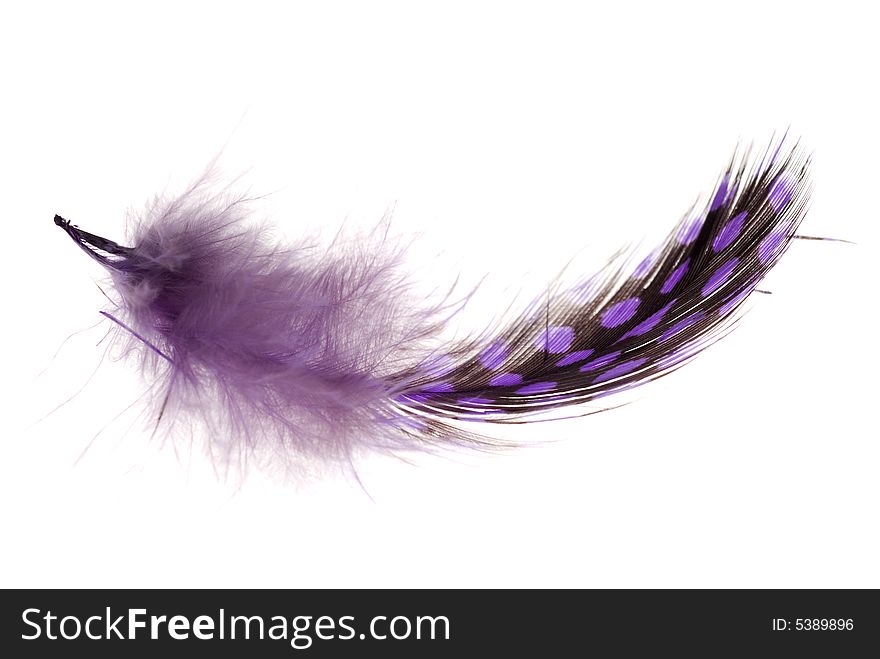 Feather flying macro object isolated. Feather flying macro object isolated