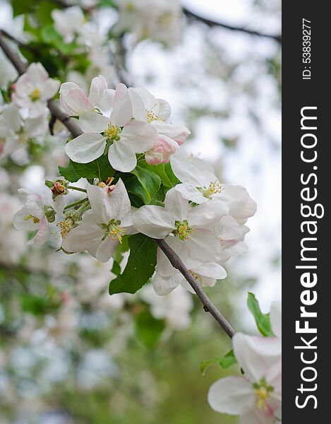 Spring apple tree in bloom white flowers. Spring apple tree in bloom white flowers