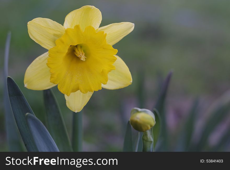 Flower And Bud Of Yellow Narcissus Flower Macro