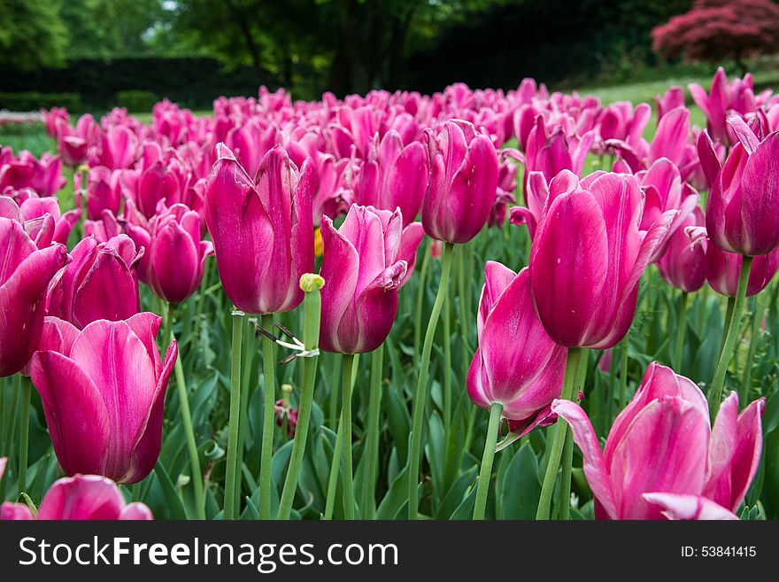 Flower garden of tulips.
Giardino fiorito di tulipani