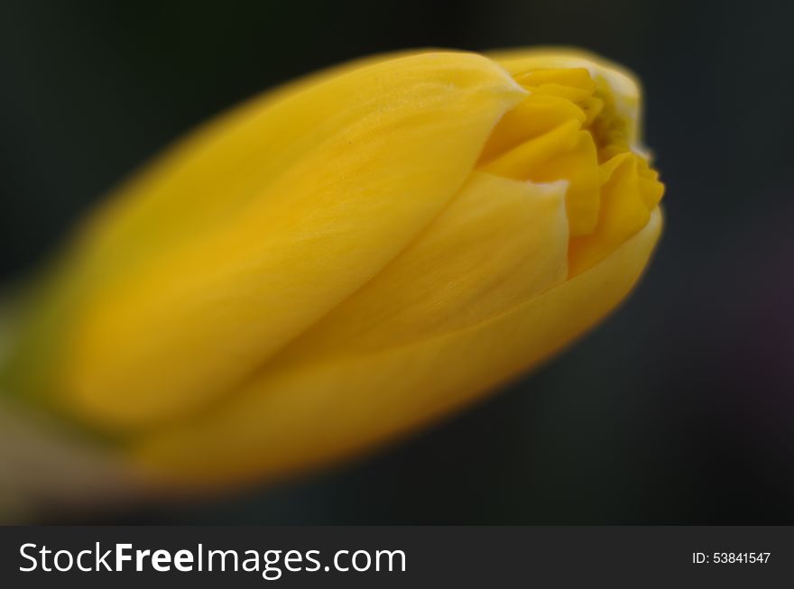Bud Of Yellow Narcissus Flower Macro