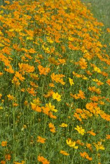 Field With Orange Flowers Stock Image Field With Orange Flowers Stock Image