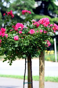 Rose On The Stalk Royalty Free Stock Photography Rose On The Stalk Royalty Free Stock Photography