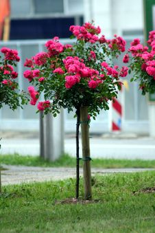 Rose On The Stalk Stock Image Rose On The Stalk Stock Image