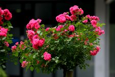 Rose On The Stalk Stock Images Rose On The Stalk Stock Images
