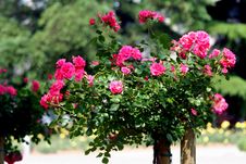 Rose On The Stalk Stock Photos Rose On The Stalk Stock Photos