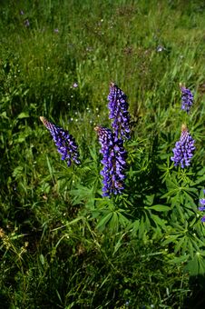 Blue Lupines In Green Field Royalty Free Stock Photos