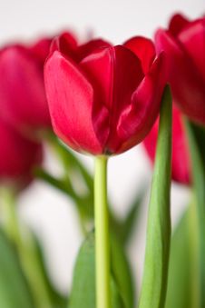 Crimson Tulips Stock Photography Crimson Tulips Stock Photography