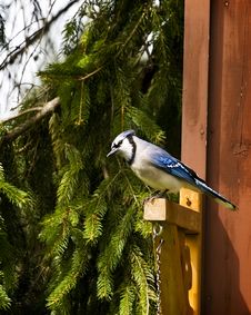 Blue Jay Stock Image Blue Jay Stock Image