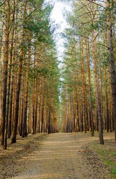 Footpath In Pine Forest Royalty Free Stock Photos Footpath In Pine Forest Royalty Free Stock Photos