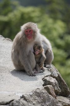 Wild Breastfeeding Monkey, Miyajima, Japan. Royalty Free Stock Photo