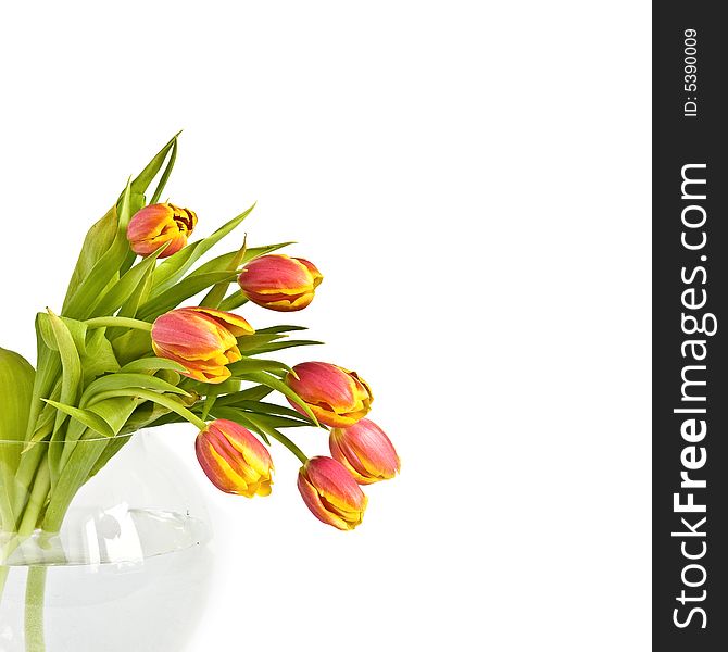Beautiful bouquet of tulips in glass vase on the white background