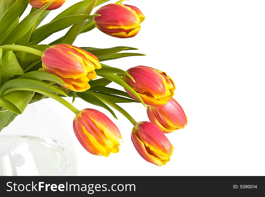 Beautiful bouquet of tulips in glass vase on white background