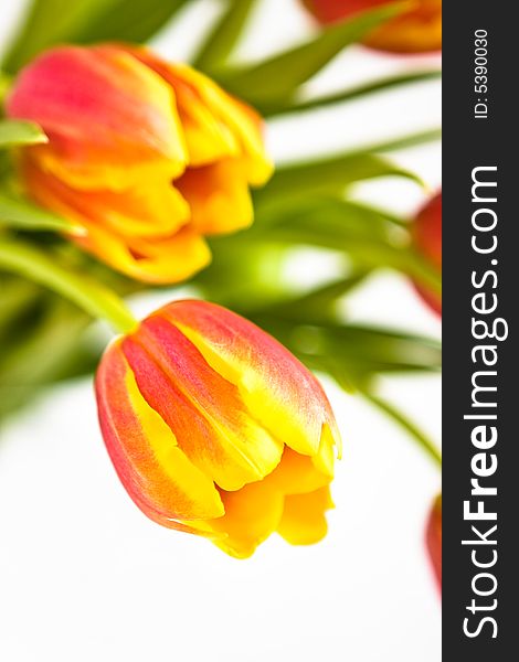 Beautiful tulips on white background. Beautiful tulips on white background