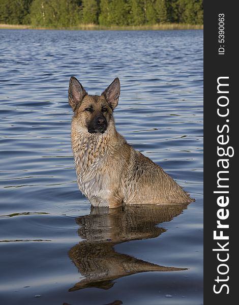 Dog sitting in the water. Dog sitting in the water