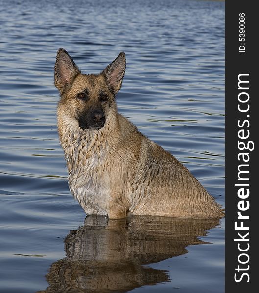 Dog sitting in the water. Dog sitting in the water