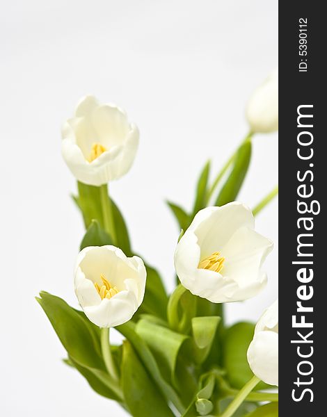 Bouquet of white tulips