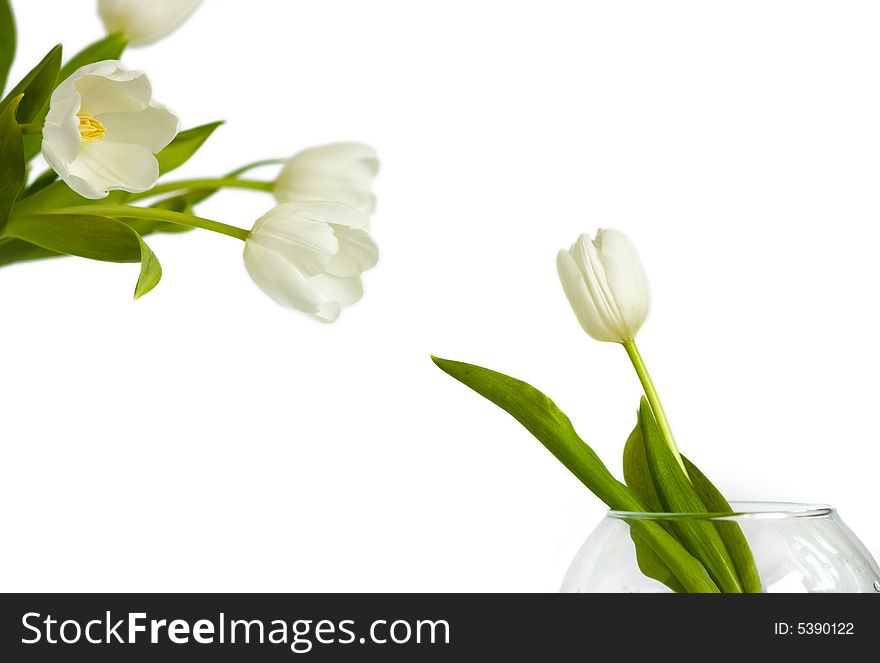 One tulip in glass vase and some tulips on white. One tulip in glass vase and some tulips on white