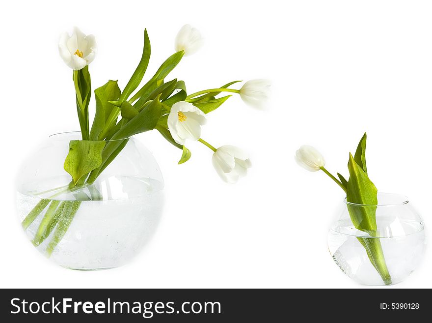 Some tulips in glass vases on white. Some tulips in glass vases on white