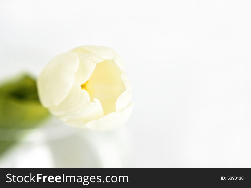 Beautiful white tulip in glass vase