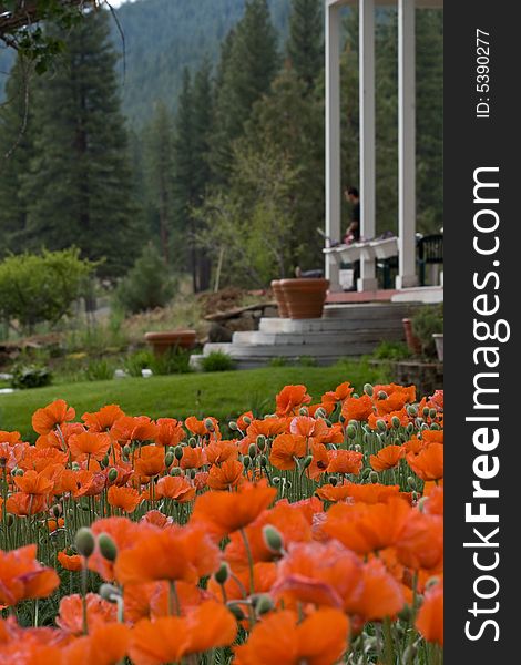 Red Poppies In Front Of Lodge