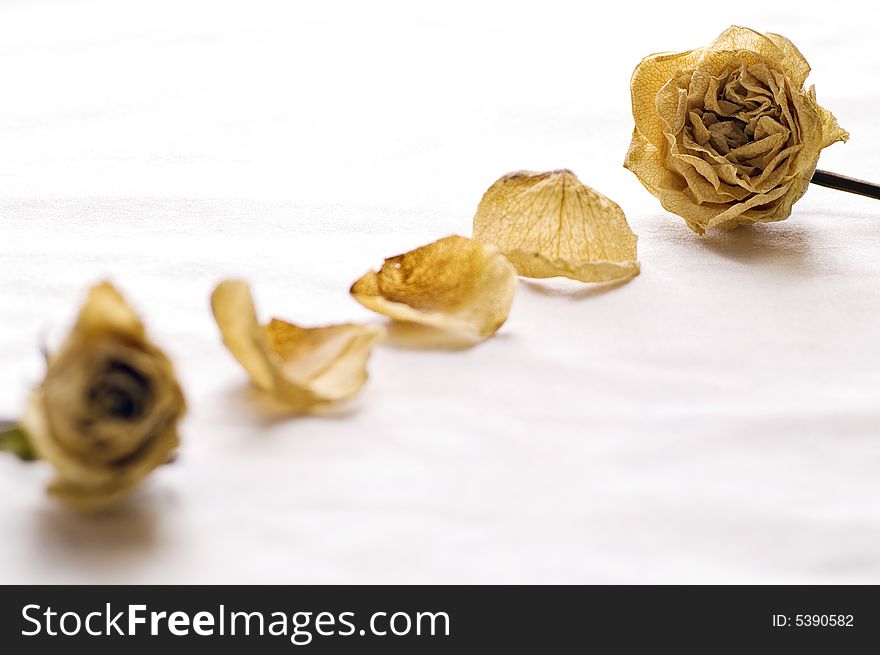 Dry Roses