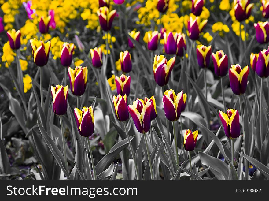 Lots of purple tulips in dark background. Lots of purple tulips in dark background