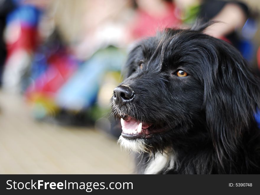 Black dog in front of camera. Black dog in front of camera