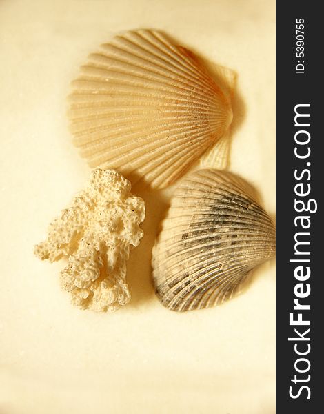 Seashells and coral on creamy background