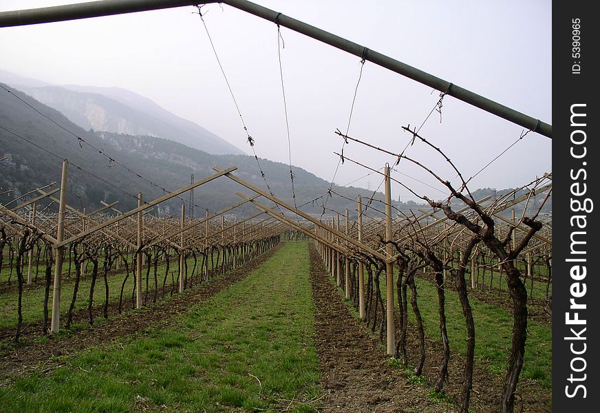 Vineyard in Arco,Lago di Garda,Italy