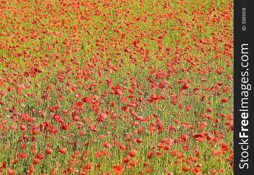Colorful poppy field in the sunshine
