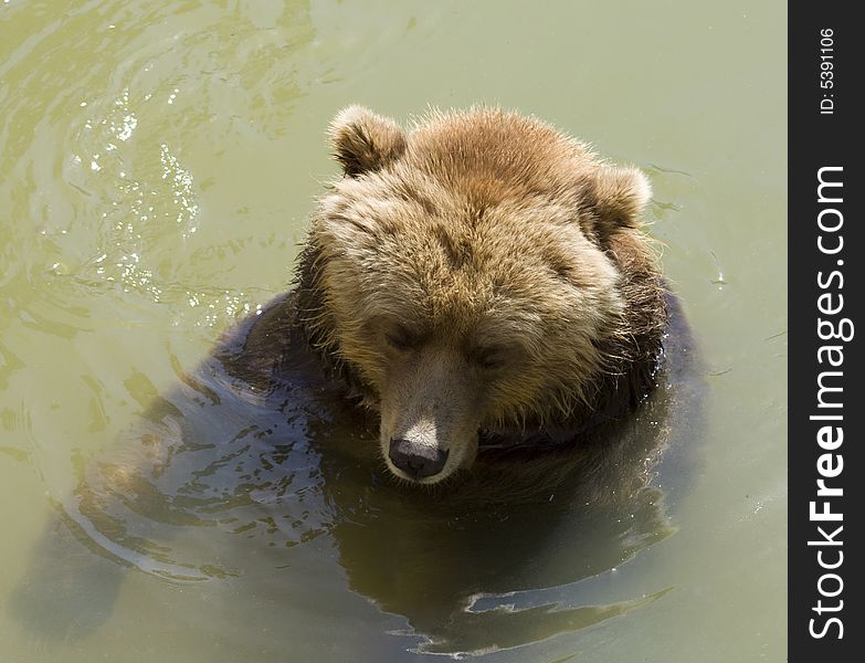 Brown bear swimming in cold water