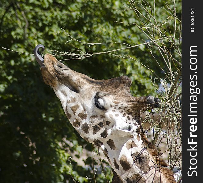 The giraffe eats with language leaves from a tree