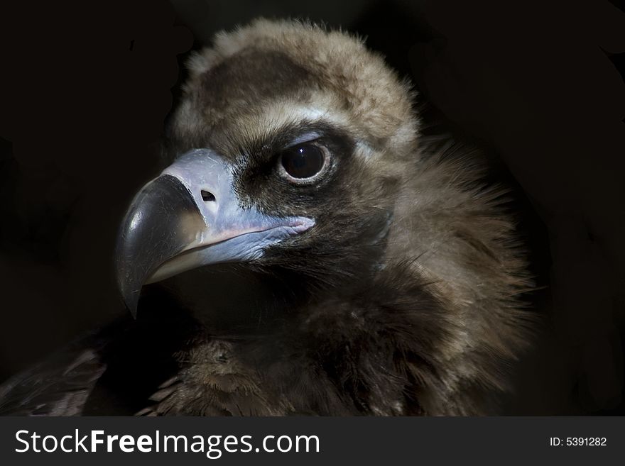 Griffon vulture in zoo hunting