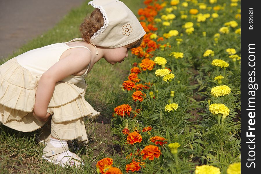 A little girl is smelling the blooming flowers. A little girl is smelling the blooming flowers.