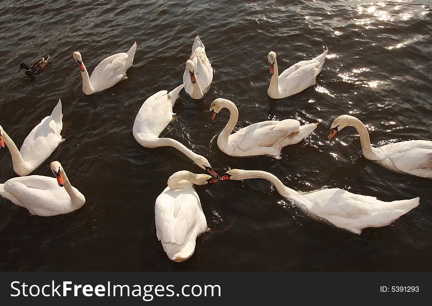 A group of swans fighting over a tasty morsel. A group of swans fighting over a tasty morsel.