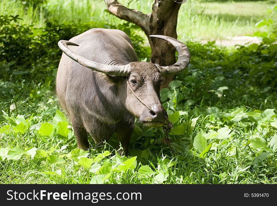A photo of an ox, eating grass. A photo of an ox, eating grass