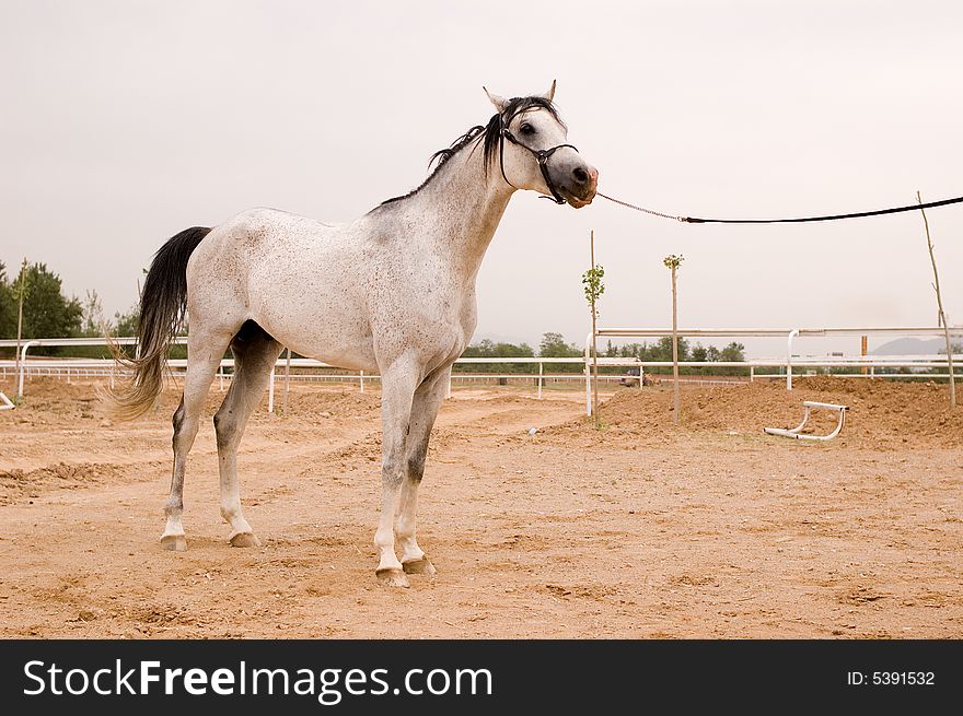 Arab horse in a farm of beijing