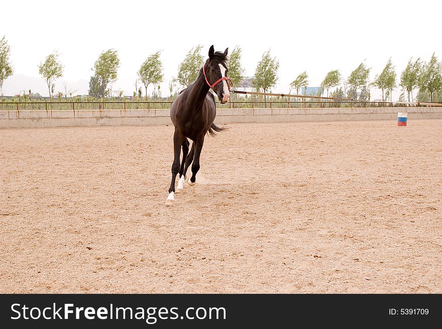 Akhal-teke horse in a farm of beijing