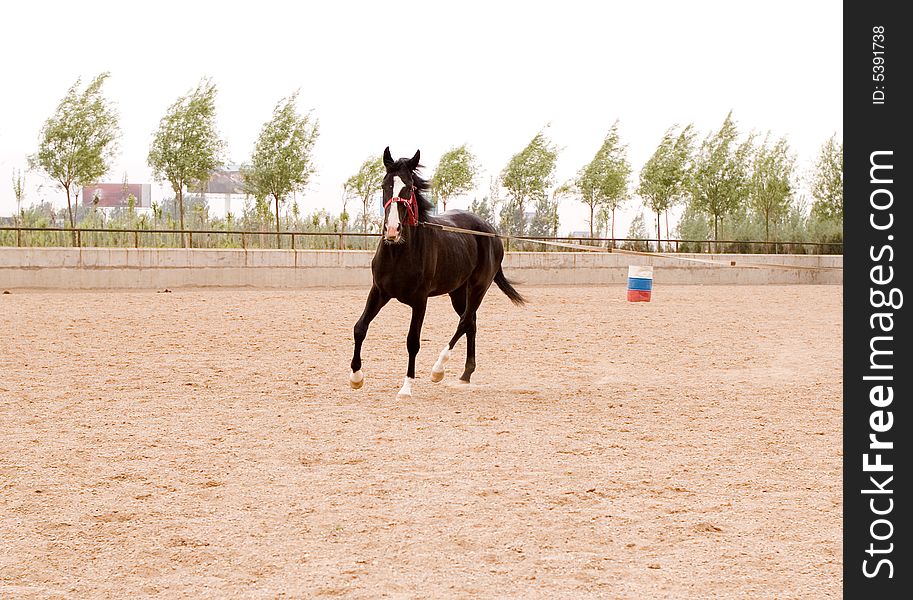 Akhal-teke horse in a farm of beijing