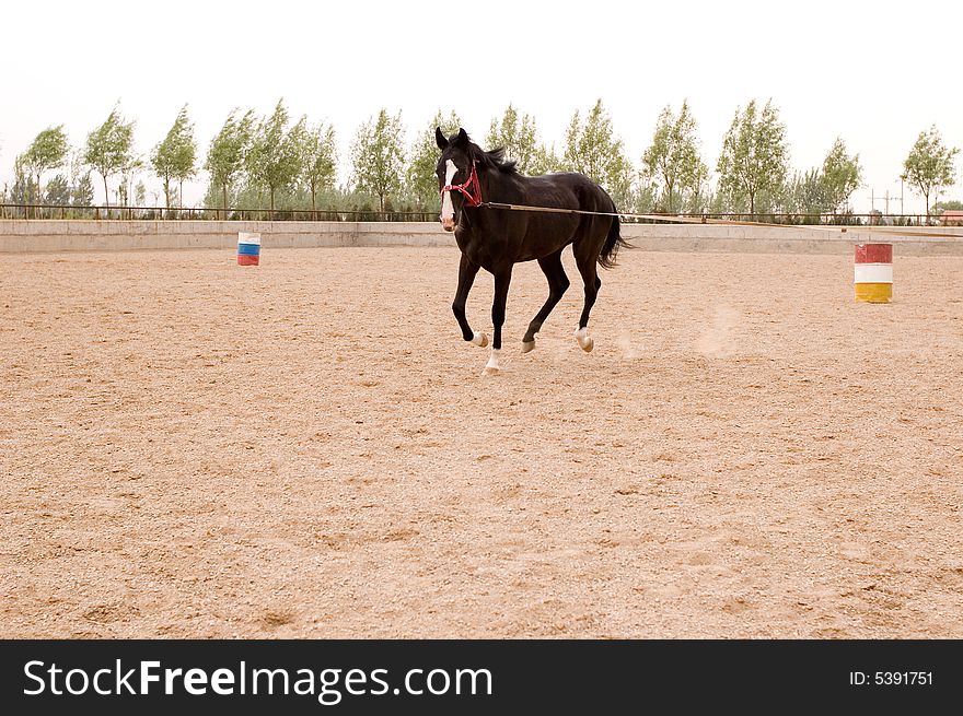 Akhal-teke horse in a farm of beijing