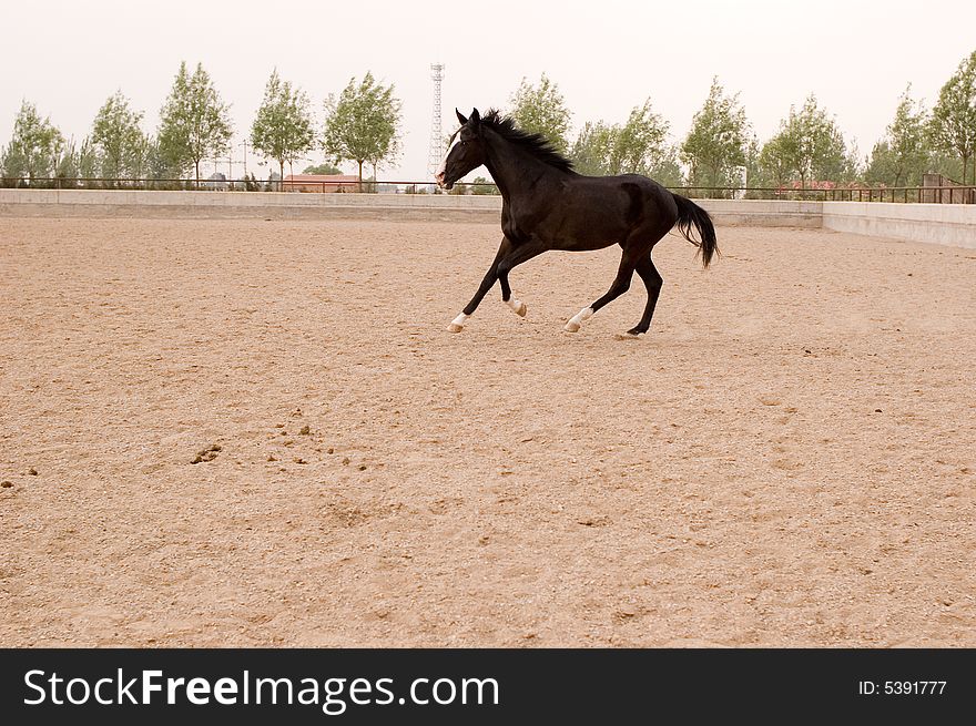 Akhal-teke Horse