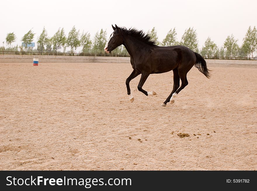 Akhal-teke Horse