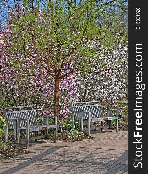 Sitting bench underneath the magnolia trees. Sitting bench underneath the magnolia trees
