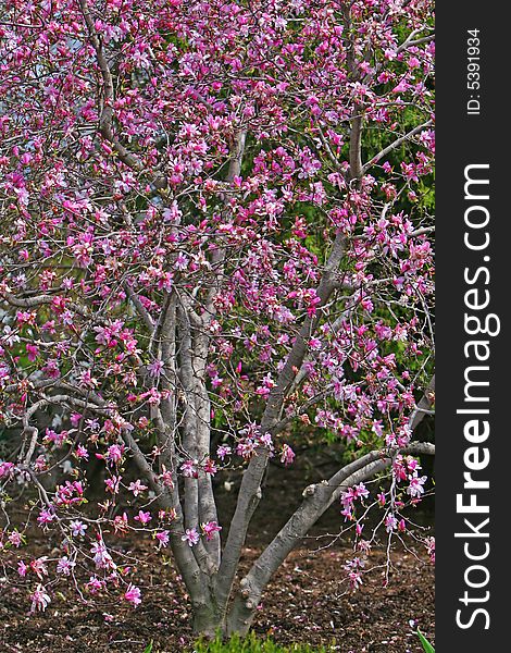 Bright Pink Magnolia tree in the spring time. Bright Pink Magnolia tree in the spring time