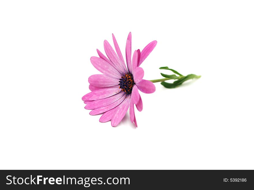 Beautiful pink daisy isolated on a white background