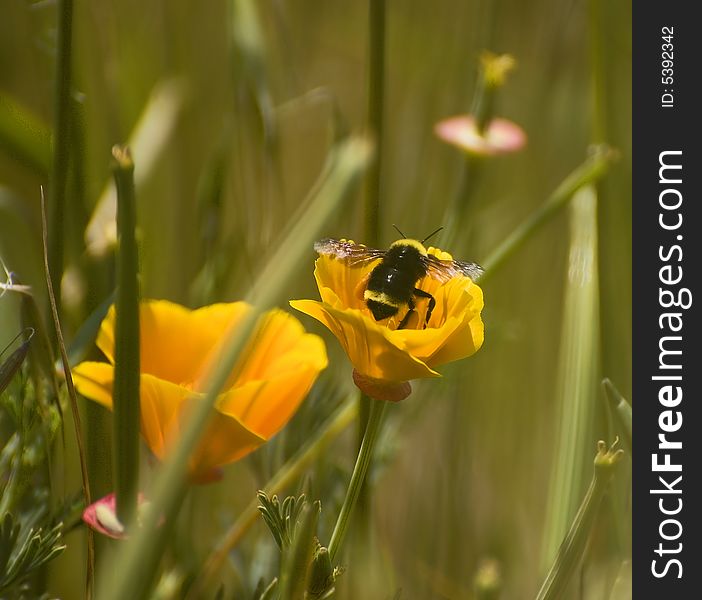 Bee on a golden poppy. Bee on a golden poppy