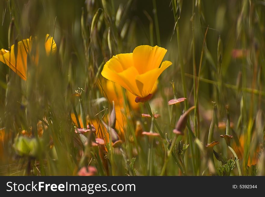 Closeup of field of golden poppies. Closeup of field of golden poppies