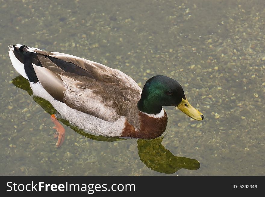 Male Mallard duck floating in clear water